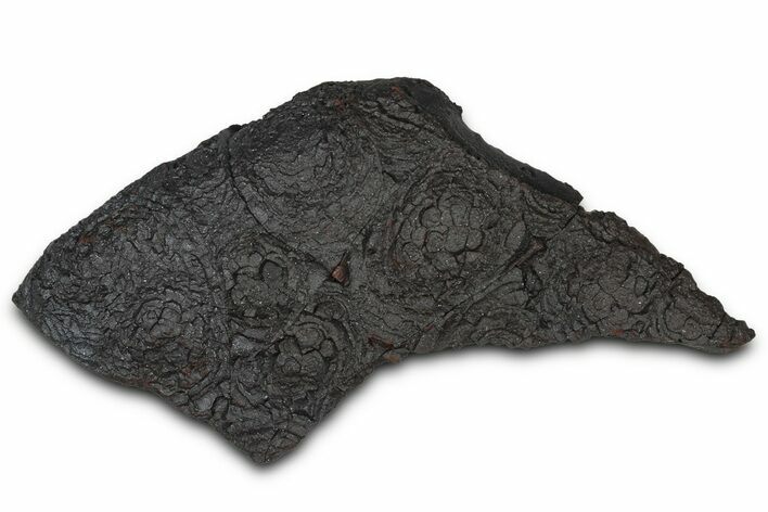 Dragon Scale Stone (Iron, Manganese, Siderite Nodule) #350199